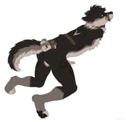 anthro anthro_male anthro_only artist:skunknot ass bite bite_mark bite_marks blush blushing bondage canid canine collar erect_penis erection furry furry_male furry_only muzzled on_knees penis tied_arms tied_muzzle tied_up wolf