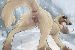 afghan_hound anatomically_correct anatomically_correct_genitalia animal_genitalia animal_vulva anus ass balto_(series) bedroom_eyes bodily_fluids canid canine canine_genitalia canine_vulva canis domestic_dog dripping_vulva female feral genitals hi_res leaking_vagina looking_at_viewer looking_back mammal narrowed_eyes presenting presenting_anus presenting_hindquarters presenting_vulva queenkoko raised_tail seductive smile smiling_at_viewer snow snowing solo sylvie_(balto) tail universal_studios vulva