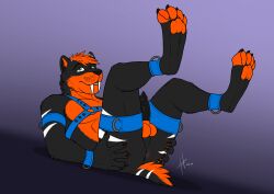 2020 absurd_res anthro athletic athletic_anthro athletic_male balls black_body black_claws black_fur black_nose black_penis blue_harness claws dated felid fur genitals glistening glistening_eyes green_eyes hair harness hi_res hufnaar lying male male_anthro mammal nude on_back open_mouth orange_balls orange_body orange_fur orange_hair orange_pawpads pawpads pecs penis short_hair simple_background solo toe_claws