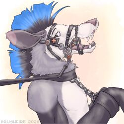 1:1 absurd_res american_opossum anthro blue_hair bondage bound bridle brushfire hair hi_res kalus male mammal marsupial petplay ponyplay reins restraints roleplay simple_background solo virginia_opossum