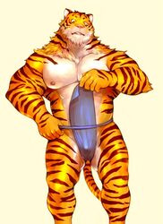 anthro bulge clothing feline fundoshi iceman1984 japanese_clothing male male_only mammal muscular nipples tiger underwear