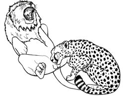 ambiguous_gender anatomically_correct animal_genitalia anus balls black_and_white cheetah closed_eyes dumari duo feline fellatio feral feral_on_feral kiwa lion lying male mammal monochrome on_back open_mouth oral roaring sex sheath simple_background spera spread_legs spreading sucking