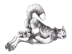 1boy anthro anus backsack balls black_and_white bondage bound canine fur husky kenket looking_back male male_only mammal monochrome nude paws raised_tail simple_background solo white_background