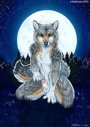 1boy 2016 animal_genitalia animal_penis anthro balls black_fur brown_fur canine canine_penis forest fur grey_fur kashmere kneeling male male_only mammal moon night nude outside penis penis_tip sheath smile solo tree white_fur wolf yellow_eyes