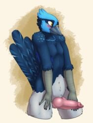 1boy 2016 anthro avian beak bird erection feathers hi_res iko male male_only nude penis pinup pose presenting solo superb_fairy_wren tallow wren