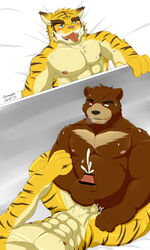 abs anal anthro bear bed blush cum erection feline handjob juuichi_mikazuki male mammal morenatsu muscular nude orgasm pecs penis simple_background tiger torahiko_(morenatsu) tornado_(artist) yaoi