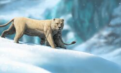 2024 absurd_res balls cave_lion detailed detailed_fur digital_media_(artwork) digital_painting_(artwork) duo felid female feral fur genitals hi_res looking_at_viewer male male/female mammal nature outside painting_(artwork) paleopete pantherine prehistoric_species snow yellow_body yellow_fur