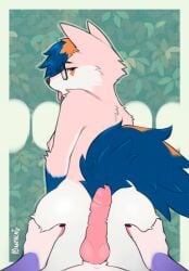 animated anthro ass blue_eyes blue_hair bouncing bouncing_breasts breasts canid canine duo eyewear eyewear_only female first_person_view fluffy fox fur genitals glasses glasses_only grinding hair hand_on_butt hi_res hot_dogging knot knotted_penis looking_at_viewer looking_back loop male male/female mammal mantucat nipples nude penis penis_on_butt pink_body pink_fur pink_nipples romantic romantic_couple rubbing sex tongue tongue_out wearing_glasses white_body white_fur