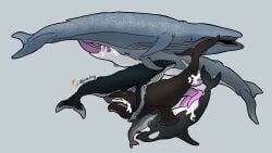anal anal_sex animal_genitalia animal_penis baleen_whale black_body blowhole blue_body blue_whale bodily_fluids bottlenose_dolphin cetacean cetacean_genitalia cetacean_penis cum cum_in_ass cum_in_mouth cum_inside digital_drawing_(artwork) digital_media_(artwork) dolphin dorsal_fin erection feral fin fin_whale genital_fluids genitals grey_body group hi_res humpback_whale leaking_cum male male/male male_penetrated male_penetrating male_penetrating_male mammal marine marine_mammal multicolored_body oceanic_dolphin open_mouth oral oral_penetration orca penetration penile penis prehensile_penis right_whale sex signature simple_background size_difference sperm_whale tail tapering_penis toothed_whale two_tone_body whale white_body wyrmling_(artist)