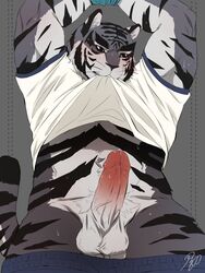 1boy anthro armpits balls clothed clothing colored erection feline male male_only mammal mohumohuotou pants_down partially_clothed penis simple_background solo tiger