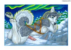 1boy 2015 animal_genitalia animal_penis anthro aurora_borealis blue_eyes canine canine_penis claws detailed_background erection forest fur grey_fur harness husky kashmere knot looking_at_viewer male male_only mammal night outside pawpads paws penis pink_penis smile snow solo tree white_fur