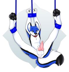 2016 animal_genitalia animal_penis anus arms_above_head ball_gag balls black_markings blue_fur bondage bound canine canine_penis cum fur gag knot kwik male male_only mammal markings nude penis solo spread_legs spreading suspension white_fur