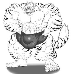 abs balls biceps feline male muscles muscular muscular_arms muscular_legs muscular_male muscular_thighs pecs penis testicles tiger
