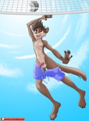 accident accidental_exposure anthro balls clothing dizzyvixen genitals hi_res humanoid_genitalia humanoid_penis low-angle_view male mammal mustelid musteline nipples nude outside penis sky slim solo sport swimming_trunks swimwear true_musteline volleyball wardrobe_malfunction weasel