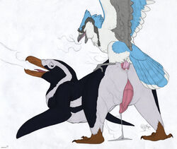 anal anal_sex animal_genitalia avian beak bird blue_jay corvid cum cum_on_ground cum_while_penetrated duo evan_(windpaw) feral feral_on_feral from_behind_position furry genital_slit hands-free happy happy_sex male male_only open_mouth orgasm penetration penguin penis rabin sex size_difference slit small_dom_big_sub tongue windpaw