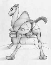 2016 animal_genitalia animal_pussy anus ass black_and_white camel camelid ecmajor female feral looking_at_viewer looking_back mammal monochrome non-human_areolae piercing presenting pussy raised_tail smile solo teats udders