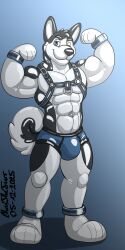 1:2 2025 abs animate_inanimate ankle_cuffs anthro artist_name barefoot biceps biped black_body black_nose blue_background bondage_gear bulge canid canine canis chest_harness christhefurr clothed clothing cuff_(restraint) dated digitigrade domestic_dog feet flexing flexing_bicep flexing_both_biceps glistening glistening_body glistening_clothing glistening_underwear gradient_background harness head_tuft husky inflatable inflation_valve latex latex_body latex_clothing latex_creature latex_underwear living_inflatable looking_at_viewer male mammal multicolored_body muscular muscular_anthro muscular_male nordic_sled_dog one_eye_closed paws pecs pose restraints signature simple_background smile smiling_at_viewer snout solo spitz tail text topless tuft two_tone_body underwear white_body wink winking_at_viewer wrist_cuffs zoufi