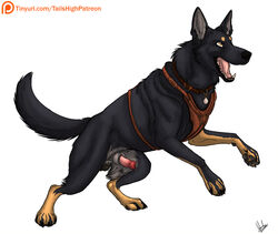 canine german_shepherd hybernation male_only mammal street streetdog