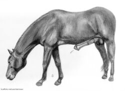 2015 animal_genitalia animal_penis balls big_penis darkmare equine equine_penis erection feral flared_penis hooves horse horsecock male mammal medial_ring monochrome pencil_(artwork) penis precum quadruped side_view simple_background solo traditional_media_(artwork) url white_background