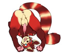 anus balls humanoid_penis male male_only mammal penis red_panda solo spazzyhusky upside-down