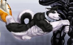animal_genitalia anthro collar felid fur genitals group interspecies male male/male mammal multicolored_body multicolored_fur nude pantherine rwolf sheath tiger trio two_tone_body two_tone_fur