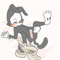 animaniacs anus black_fur blush clothed clothing fur gloves male male_only mammal partially_clothed penis reclining simple_background solo spread_legs spreading warner_brothers yakko_warner zehn