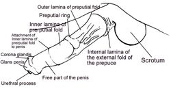 anatomical_diagram anatomically_correct anatomy animal_genitalia balls close-up diagram educational equine erection horse labels male mammal penis unknown_artist