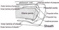 anatomical_diagram anatomically_correct anatomy animal_genitalia close-up diagram educational equine flaccid horse internal labels male mammal penis sheath unknown_artist