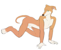 1boy anthro balls canine green_eyes greyhound harlem kwikdog male male_only mammal nude penis solo