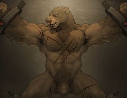 1boy anthro armpits balls bear blood bondage bound brown_fur forge_(artist) fur hi_res male male_only mammal muscular muscular_male open_mouth penis pubes solo spread_arms spread_legs spreading teeth thick_penis uncut wounded