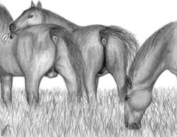 animal_genitalia anus ass balls darkmare equine eunuch feral greyscale horse male mammal monochrome presenting presenting_hindquarters raised_tail rear_view