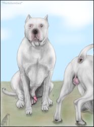 animal_genitalia anus ass balls canine darkmare dogo_argentino feral male mammal mixed_media penis penis_tip precum presenting presenting_hindquarters raised_tail sheath sitting yaoi