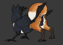 alexandros anus ass avian balls beak bird canine feathered_wings feathers feral fox gryphon hybrid looking_at_viewer looking_back male male_only mammal mirkrali presenting presenting_hindquarters raised_tail solo wings