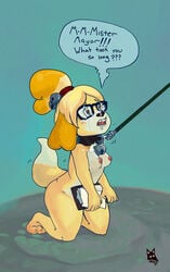 <3_eyes animal_crossing anthro bell blush bondage breasts canine caption clip_board collar cum cum_on_face drooling eyewear female femsub fur glasses hair hairband heart isabelle_(animal_crossing) kneeling mammal newd nintendo nipples nude open_mouth saliva shih_tzu simple_background solo teeth video_games yellow_fur