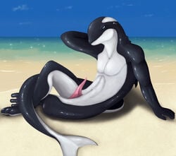 animal_genitalia anthro beach cetacean fantasy furry male male_only mammal marine no_humans orca penis scaleground seaside solo whale