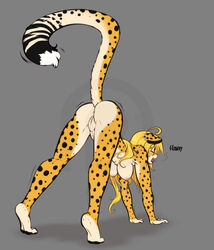 2016 all_fours anthro anus ass ass_up bent_over blonde_hair breasts cheetah closed_eyes feline female female_only grey_background long_hair mammal mihari nipples nude open_mouth original original_character pussy rear_view scorpdk simple_background solo thick_thighs thighs tongue tongue_out yawn