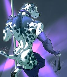 anthro arm_warmers armwear ass back_muscles canid canine canis clothing collar dalmatian domestic_dog elbow_gloves emoster gloves handwear legwear male male_only mammal muscular muscular_male pole solo stripper_pole striptease thigh_highs undressing