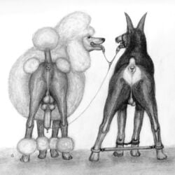 animated anus ass backsack balls bondage bouncing_balls bound canine cum cum_in_mouth cum_inside cum_on_tongue cum_taste darkmare doberman duo erection feral gag male mammal penis poodle presenting presenting_hindquarters rear_view ring_gag snowballing spreader_bar tongue traditional_media what