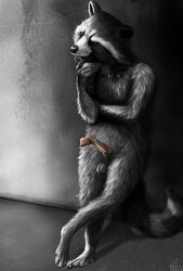 2016 anatomically_correct anatomically_correct_penis anthro balls emptyset guardians_of_the_galaxy male male_only mammal marvel nude penis raccoon rocket_raccoon solo