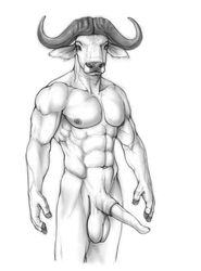 animal_genitalia anthro balls bovine buffalo cape_buffalo erection male male_only mammal morticus penis sketch solo