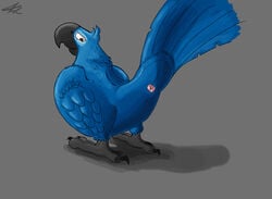 2016 absurd_res animal_genitalia anus avian beak bird blu_(rio) blue_feathers blue_sky_studios brown_eyes claws cloaca feathered_wings feathers feral fol hi_res macaw male male_only parrot presenting presenting_cloaca rio_(film) rio_(series) simple_background solo talons wings