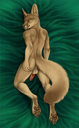 1boy 2016 4_toes anthro ass balls black_pawpads canine digitigrade ear_piercing fennec fluffy fluffy_tail fox fur inner_ear_fluff looking_at_viewer looking_back lying male male_only mammal marcus_(rukis) nude on_front pawpads penis piercing presenting rear_view rukis solo spread_ass spreading tan_fur toes yellow_eyes