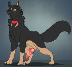 2016 4_toes anatomically_correct animal_genitalia animal_penis balls canine canine_penis claws collar digitigrade erection fangs feral fur german_shepherd knot male male_only mammal penis psy101 simple_background solo solo_male streetdog toes