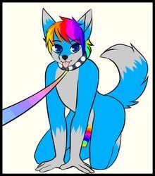 all_fours blue_eyes blue_fur canine collar erection fox fur grey_fur hair humanoid_penis kneeling leash male mammal multicolored_hair multicolored_penis penis rainbow_hair rainbow_penis simple_background solo tongue tongue_out yukiin