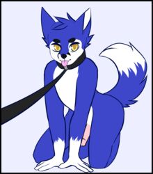 all_fours blue_fur canine collar erection fox fur furry hair humanoid_penis kneeling leash male mammal penis simple_background solo tongue tongue_out white_fur yellow_eyes yukiin