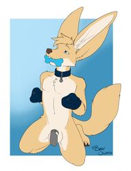 1boy 2016 anthro balls big_ears blue_eyes bondage_gloves bone canine chastity chastity_cage chastity_device chew_toy collar fennec fox fur furry kneeling male male_chastity male_only mammal mostly_nude oli_snowpaw simple_background solo tan_fur white_fur