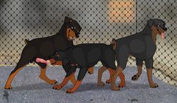 ass_to_ass canine faithandfreedom female feral feral_on_feral group knot knotting licking male mammal oral penetration penis penis_lick rottweiler sex straight tongue tongue_out vaginal_penetration