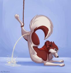 anus balto_(series) bodily_fluids bound canid canine canis clenched_teeth digital_media_(artwork) dishka domestic_dog feet female female_peeing feral fur genital_fluids genitals hi_res husky jenna_(balto) legs_tied looking_at_viewer mammal nordic_sled_dog paws peeing red_body red_fur rope simple_background solo spitz tail teeth toes universal_studios urine urine_on_ground urine_pool urine_stream vulva