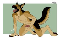 1boy 2016 all_fours animal_genitalia animal_penis anthro balls canine canine_penis cum german_shepherd ifus male male_only mammal masturbation nude penis simple_background solo tongue tongue_out