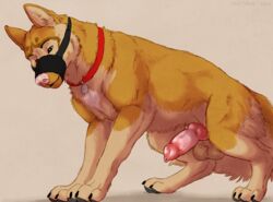 2016 anatomically_correct anatomically_correct_penis animal_genitalia animal_penis balls canine canine canine_penis feral german_shepherd hundedelweiss knot male mammal marjani muzzle_(object) penis simple_background